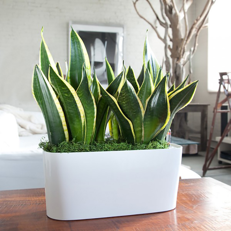 5 Ways to Raise Your Design Vibe: Add Plants