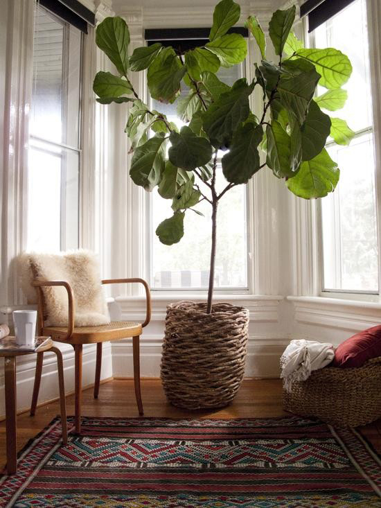 Fiddle Leaf Plant - The Aligned Life