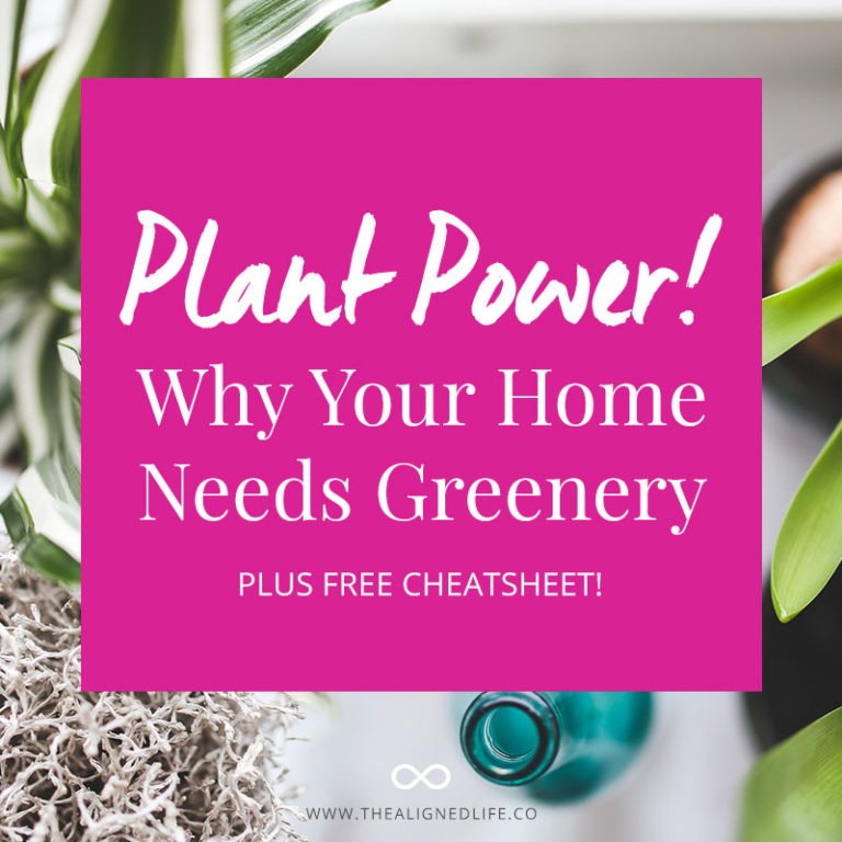 Why Your Home Needs Plants