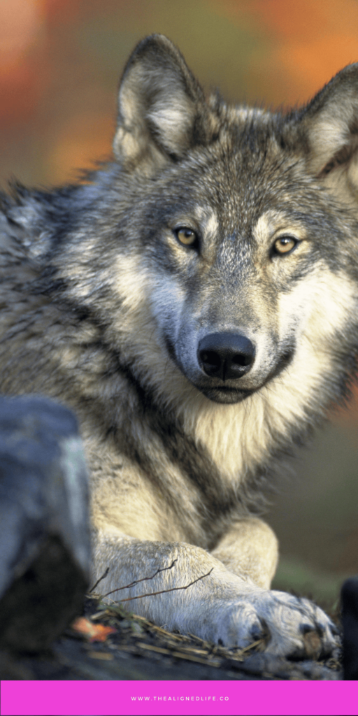 a wolf looking at the camera Spirit Animal Guide & Meanings