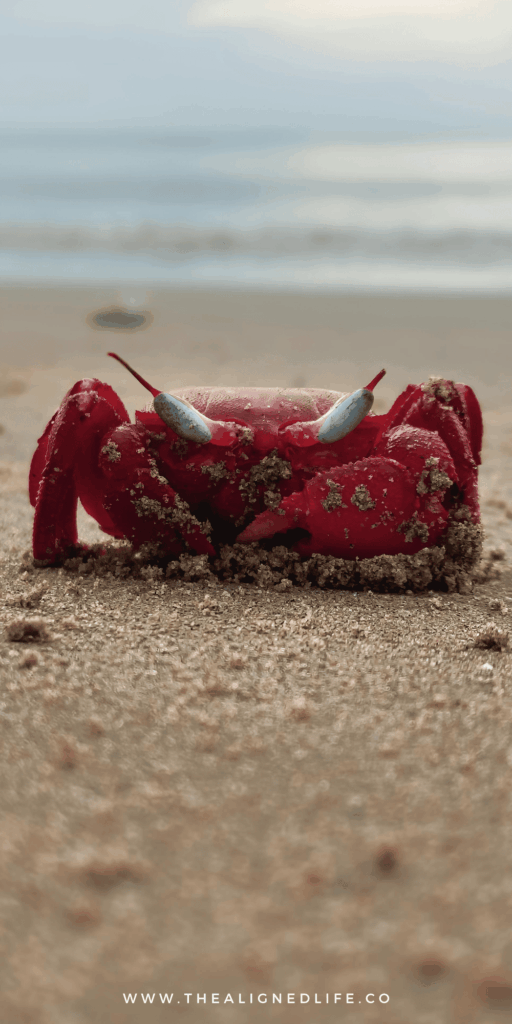 a red crab on a beach | Your Guide To Cancer Season | The Aligned Life Manifestation + Spirituality Blog