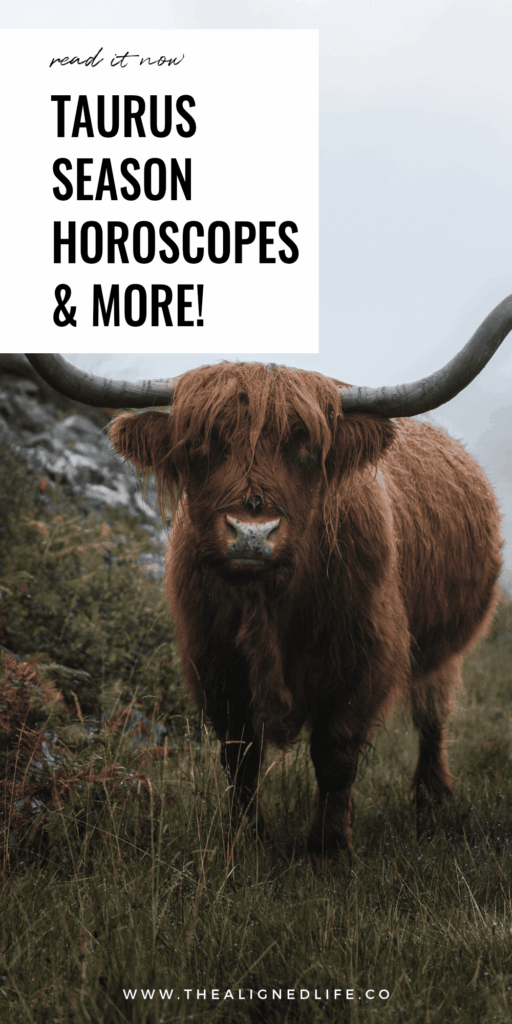 a bull stands on a foggy pathway | Taurus Season Report: Journal Prompts, Ritual Ideas, Affirmations + More | The Aligned Life Manifestation + Spirituality Blog